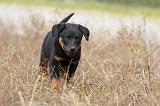 BEAUCERON - PUPPIES 141